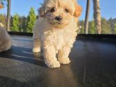 Maltipoo berniukai Braitas ir Bartas