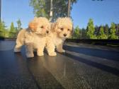 Maltipoo berniukai Braitas ir Bartas - nuotraukos Nr. 2