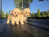 Maltipoo berniukai Braitas ir Bartas - nuotraukos Nr. 3