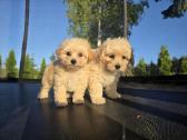 Maltipoo berniukai Braitas ir Bartas - nuotraukos Nr. 4