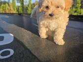 Maltipoo berniukai Braitas ir Bartas - nuotraukos Nr. 5