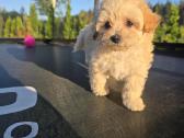 Maltipoo berniukai Braitas ir Bartas - nuotraukos Nr. 6