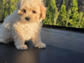 Maltipoo berniukai Braitas ir Bartas - nuotraukos Nr. 7