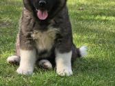 Amerikiečių akita šuniukai - nuotraukos Nr. 2