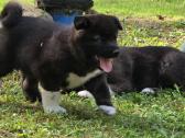 Amerikiečių akita šuniukai - nuotraukos Nr. 4
