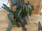 Gražus, sveikas Philodendron billietiae x atabapoe