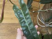 Gražus, sveikas Philodendron billietiae x atabapoe - nuotraukos Nr. 2