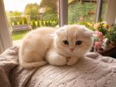 Cream tabby berniukas. - nuotraukos Nr. 2