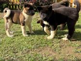 Amerikieciu akita