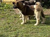 Amerikieciu akita - nuotraukos Nr. 6