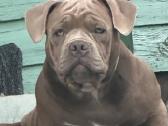 American Bully (poket) - nuotraukos Nr. 7