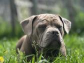 American Bully (poket) - nuotraukos Nr. 21