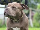 American Bully (poket) - nuotraukos Nr. 22