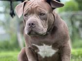 American Bully (poket)