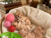 Maltipoo