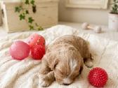 Maltipoo - nuotraukos Nr. 2