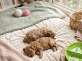 Maltipoo - nuotraukos Nr. 3
