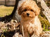Maltipoo - nuotraukos Nr. 4