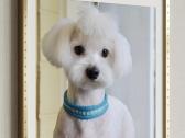 Maltipoo - nuotraukos Nr. 5