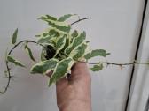 Ficus White Sunny