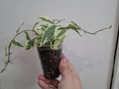 Ficus White Sunny - nuotraukos Nr. 2