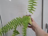 Nephrolepis exaltata ‘tiger variegata