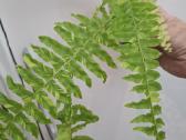 Nephrolepis exaltata ‘tiger variegata - nuotraukos Nr. 2