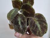 Episcia Emerald Velvet