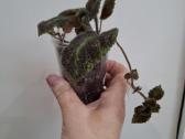 Episcia Emerald Velvet - nuotraukos Nr. 2