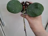 Hoya Obovata splash