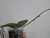 Hoya Obovata splash - nuotraukos Nr. 2