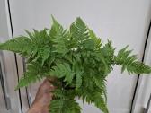Dryopteris Erythrosora