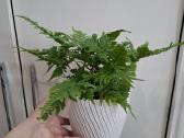 Dryopteris Erythrosora - nuotraukos Nr. 2