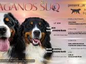 Veislyne "Raganos šuo" Berno Zenenhundų vada - nuotraukos Nr. 2