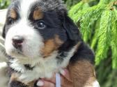 Veislyne "Raganos šuo" Berno Zenenhundų vada - nuotraukos Nr. 4