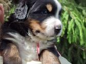 Veislyne "Raganos šuo" Berno Zenenhundų vada - nuotraukos Nr. 5