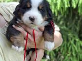 Veislyne "Raganos šuo" Berno Zenenhundų vada - nuotraukos Nr. 6