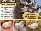 Kiaušiniai perinimui ,viščiukai - nuotraukos Nr. 4