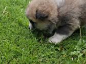 Japonų akita