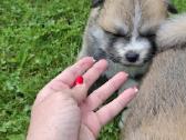 Japonų akita - nuotraukos Nr. 4