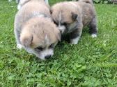 Japonų akita - nuotraukos Nr. 6