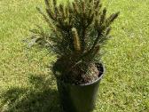 Kalninė pušis Pinus Mugo