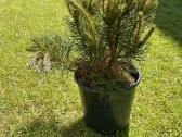 Kalninė pušis Pinus Mugo - nuotraukos Nr. 2