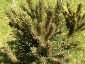 Kalninė pušis Pinus Mugo - nuotraukos Nr. 3