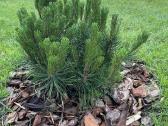 Kalninė pušis Pinus Mugo - nuotraukos Nr. 4