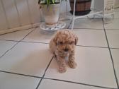 Parduodami Maltipoo šuniukai - nuotraukos Nr. 2