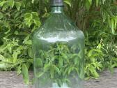 Butelis 20l