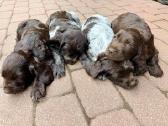 Vokiečių spanieliai (wachtellhund) šuniukai