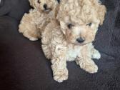 Parduodami Maltipoo šuniukai - nuotraukos Nr. 3