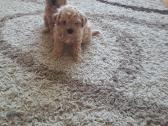 Parduodami Maltipoo šuniukai - nuotraukos Nr. 4